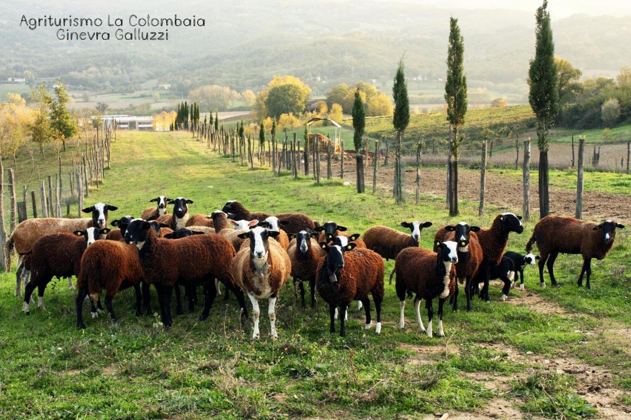 Agriturismo La Colombaia Villa Vicchio Exterior foto